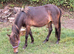 Courtenay Miss Matilda Dartmoor Hill Pony