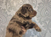 Merle cockapoo puppies