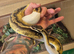 2x Royal Pythons for sale Female and Male