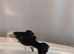 Black Female Lyretail Dalmatian Molly
