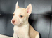 Stunning huski x American bull dog puppies
