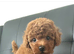 3 Gorgeous Toy Maltipoo Puppies For Sale