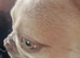 French Bulldog 10 month old