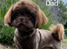 Stunning Shih Tzu puppies looking for for forever homes