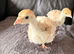 2x Red Bourbon Turkey chicks