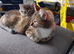 7 beautiful fun loving kittens looking for their forever loving home