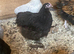 Bantam Orpingtons for sale