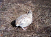 Jumbo quail for sale