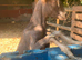 2 goats for sale