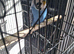 Budgies