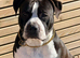 Enzo is looking for a loving family