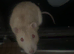 Two Friendly Male Rats &ndash; 10 Months Old &ndash; Full setup included