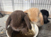 Lovely soft fluffy friendly mini lops