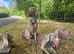 Male weimaraner 18 months old