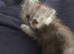 6 pure doll face persians ready now