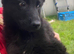 German Shepherd Puppies for Sale