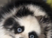 Stunning rare Merle panda Pomeranian