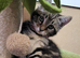 Maine Coon X kittens ready now