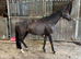 13.2 Riding Pony Mare