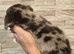 longhair miniature dachshunds