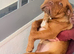 11month dogue de bordeaux £500