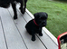 Patterdale girl