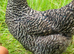 Pol hybrid hens