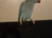 Blue indian ringneck