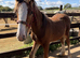 Adorable Bay Filly