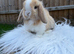 Mini lop doe