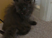 6 pure doll face persians ready now