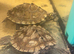 2 female Ouachita Map turtles 8 months old