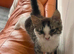 Cutie rehome