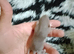 Dumbo baby rats