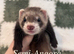 Ferrets kits for sale