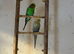 3 Budgies