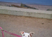 Puppy need rehomes