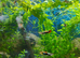 Assassin snails