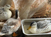 Miniature Silver Appleyard ducks
