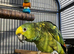 Semi tame yellow crowned Amazon