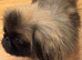 Magnificent Pekingnese sleeve female sable 2 years