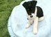 Border Collie Pups