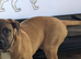 7 months old Bull herder