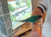 Conure parrot