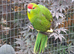 Young Kakarikis