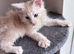 Big Ears & Fluffy Coats – Maine Coon Kittens Ready Now