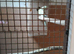 male ringneck