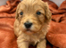 Miniature cockerpoo puppies