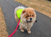 Kc registered chow chow