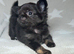 2 Beautiful Longhair Chihuahua Males